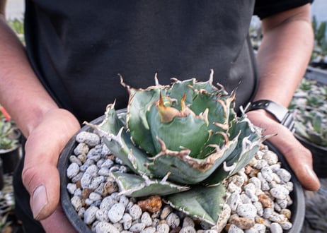 agave titanota　白鯨  ガチムチ選抜株  No.2