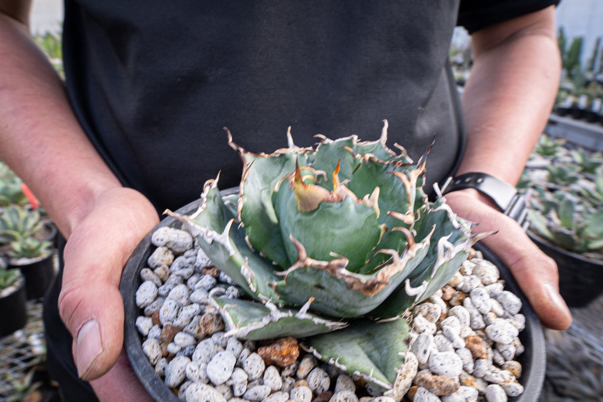 agave titanota 白鯨 ガチムチ選抜株 No.2 | mana's farm: