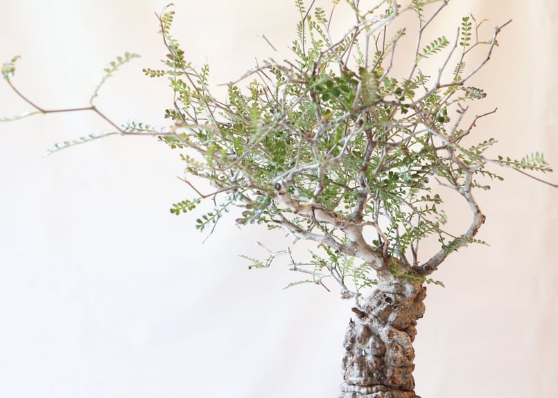オペルクリカリア デカリー | mana's green:塊根植物販売|マナズ オペルクリカリア デカリー | mana's green:塊根植物販売|マナズ