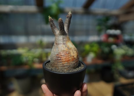 【未発根】パキポディウム　グラキリス　 Pachypodium Gracilius  No.10