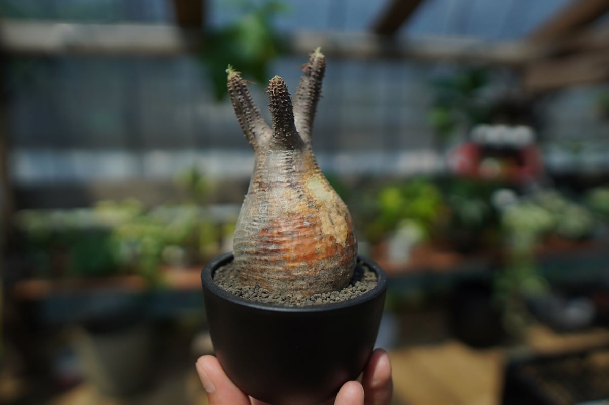 パキポディウム グラキリス 発根済　ミニマム 未発根】パキポディウム グラキリス Pachypodium Gracilius No.1