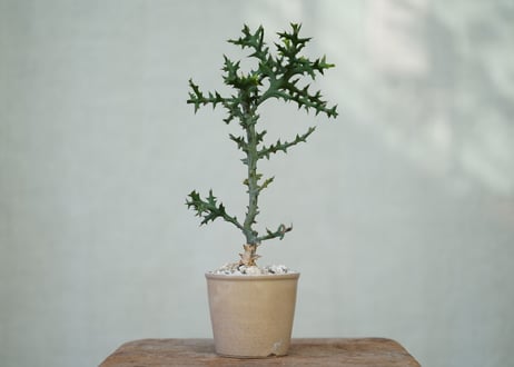 Euphorbia stenoclada