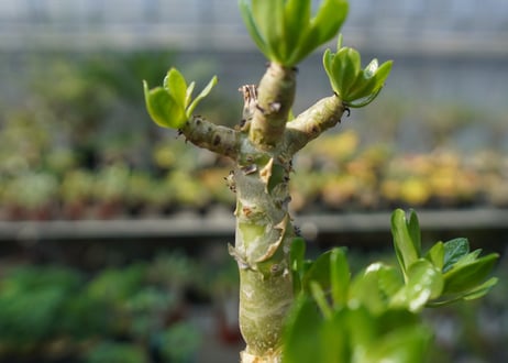 チレコドン　パニキュラータス　Tylecodon paniculatus