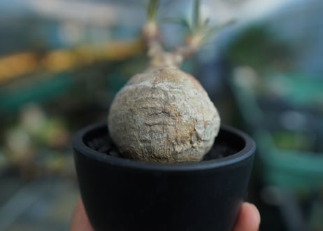 パキポディウム　グラキリス　 Pachypodium Gracilius  No.10