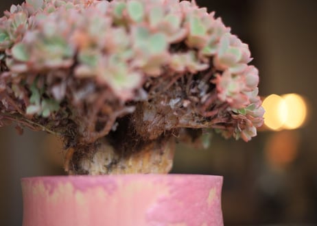 エケベリア  ジャイアントブルー 石化　 Echeveria  Giant Blue