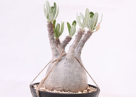 Pachypodium Gracilius パキポディウム  グラキリス  未発根  no. 4