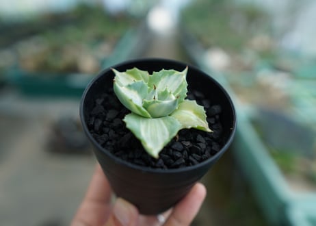 アガベ　王妃雷神錦　Agave　“Ohi Raijin Nishiki ”　No.2