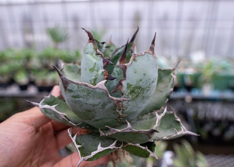 Agave titanota Agave B&B S No.2