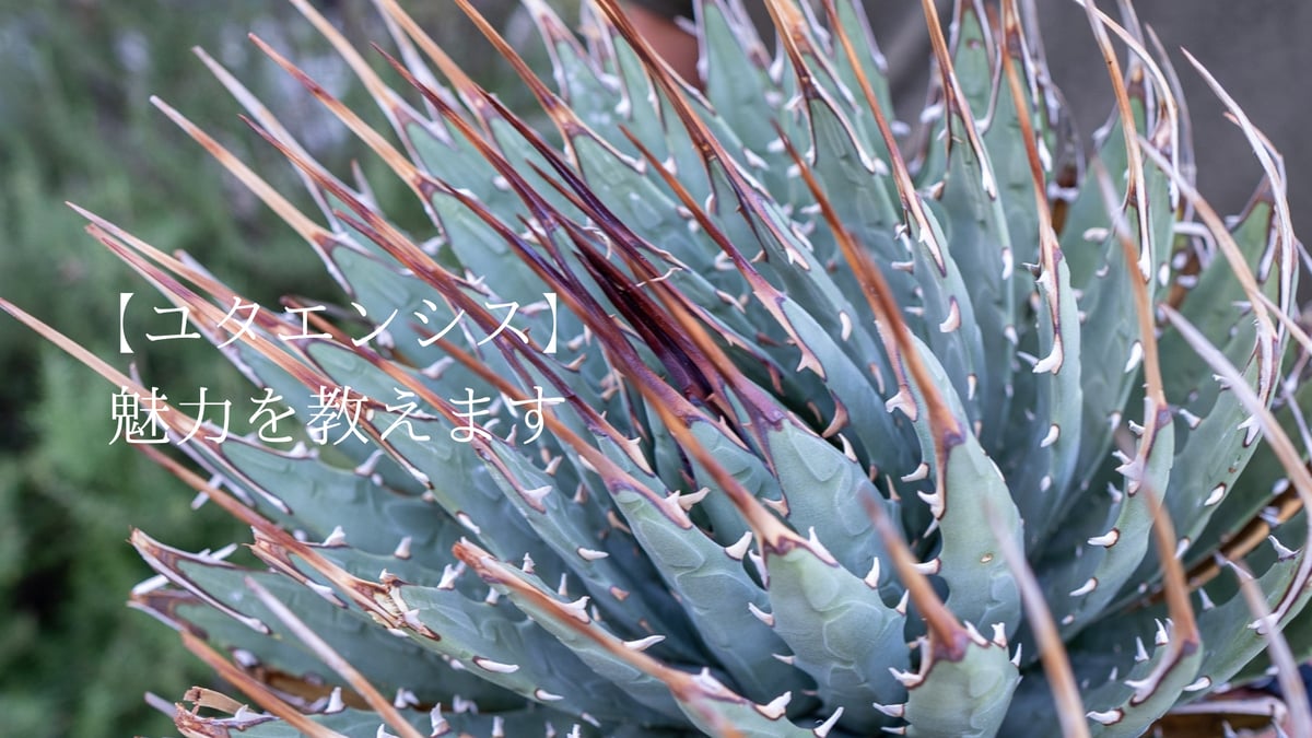 アガベ　チタノタ　ユタエンシス×イシスメンシス　#019 アガベ チタノタ ユタエンシス×イシスメンシス #019