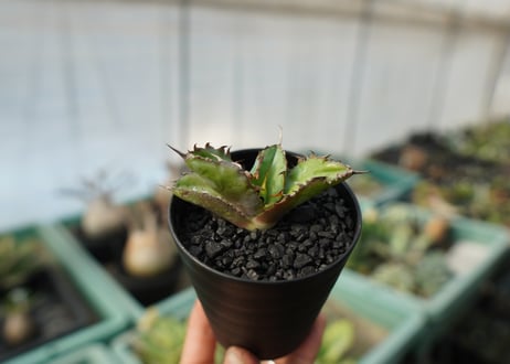 【抜き苗】アガベ　チタノタ　 ブラックアンドブルー 　Agave titanota black and blue