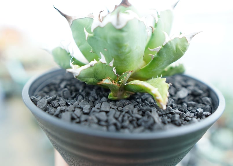 アガベ チタノタ 姫厳竜 Agave titanota dwarf No.1 | mana's アガベ チタノタ 姫厳竜 Agave titanota dwarf No.1 | mana's