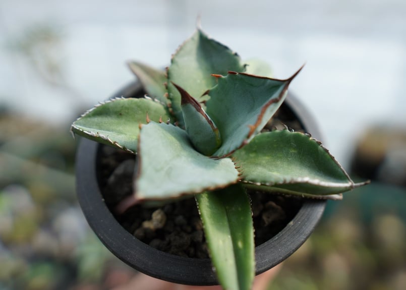 アガベ チタノタ ブルー Agave Titanota Blue No.1 | mana's