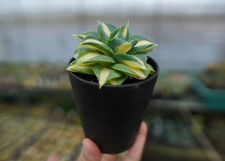 アガベ　王妃雷神錦　黄中斑　Agave　“Ohi Raijin Nishiki Kinakahu”