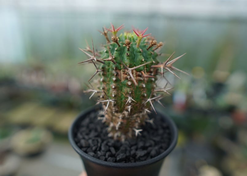 ユーフォルビア 群星冠 Euphorbia stellispina | mana's farm