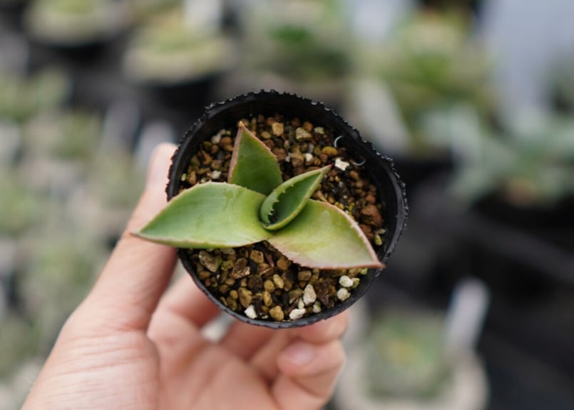 アガベ モンタナ 《2》 | mana's farm:塊根植物・アガベ・ドライ