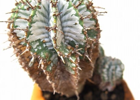 Euphorbia horrida var. zebrina　ユーフォルビア・ ゼブラホリダ　群生