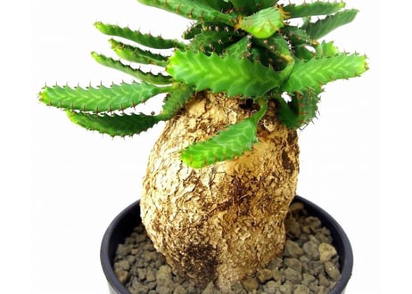 ユーフォルビア ステラータ 飛竜  Euphorbia stellata