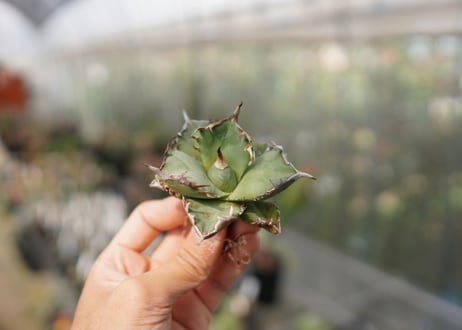 Agave titanota FO-76  E NO.5 (G)