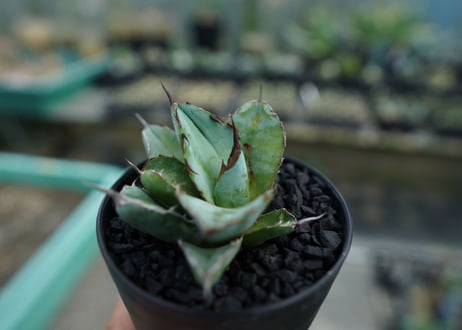アガベ　チタノタ　 ブラックアンドブルー 　Agave titanota black and blue　No.3