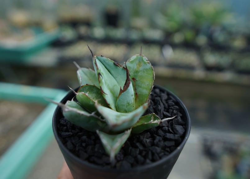 アガベ チタノタ ブラックアンドブルー Agave titanota black and