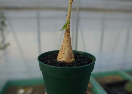 フィカス パルメリー Ficus palmeri  No.2
