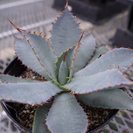 グアダラハラナ | STORES