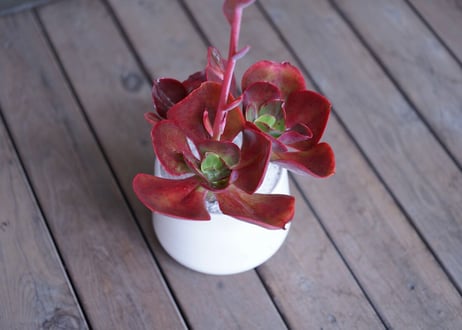 Echeveria