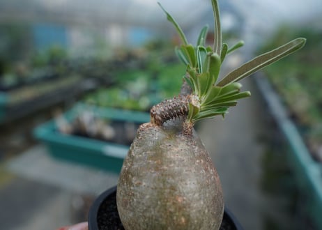 【発根管理中】パキポディウム　グラキリス　 Pachypodium Gracilius  No.6
