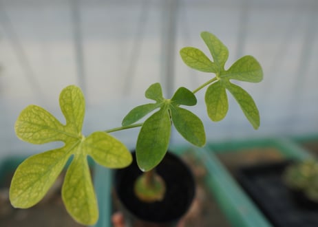 アデニア　グラウカ　Adenia glauca