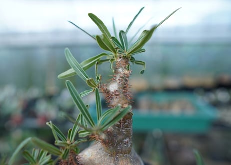 パキポディウム　グラキリス　 Pachypodium Gracilius  No.5