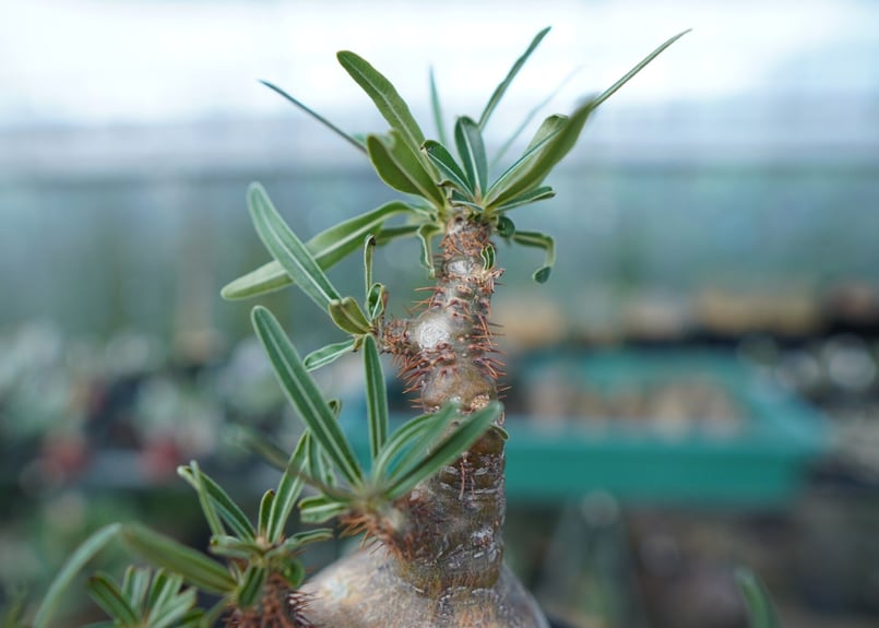 パキポディウム グラキリス Pachypodium Gracilius No.5 | ma