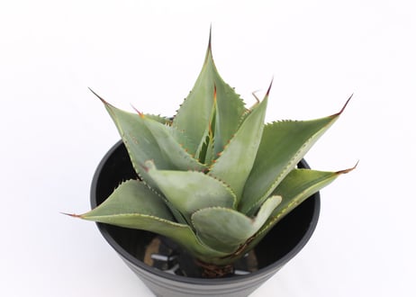 Agave sebastiana Silver Lining