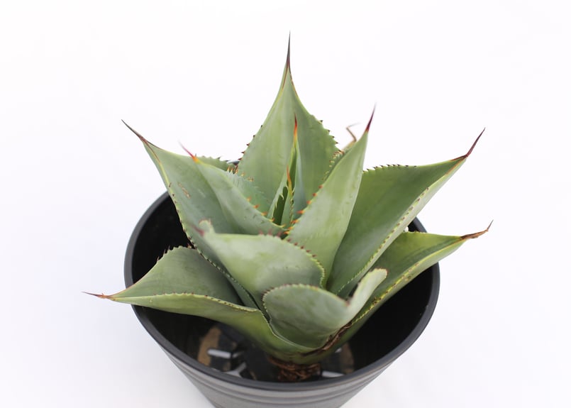 ラスト！激ヤバ実生選抜 【 Loop plants 005 】 検 冰雹 麻花龍 Agave sebastiana Silver Lining | mana's farm:塊根