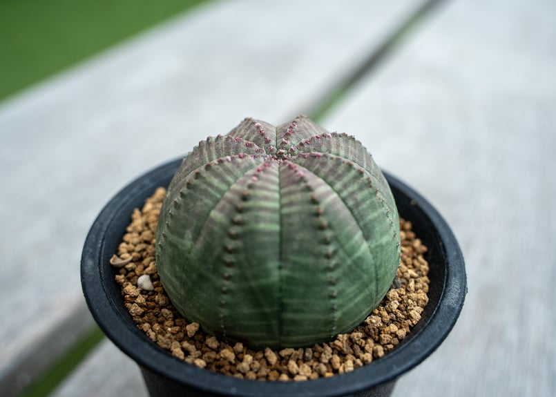 ユーフォルビア オベサ | mana's farm:塊根植物・アガベ・ドライ