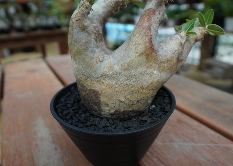 パキポディウム エブレネウム Pachypodium eburneum No.1 | man