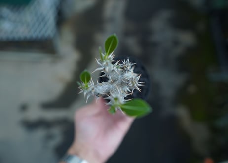 パキポディウム　デンシフローラム　Pachypodium densiflorum　No.4