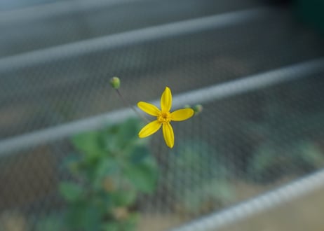 オトンナ　トリプリネルビア　Othonna triplinervia　C11
