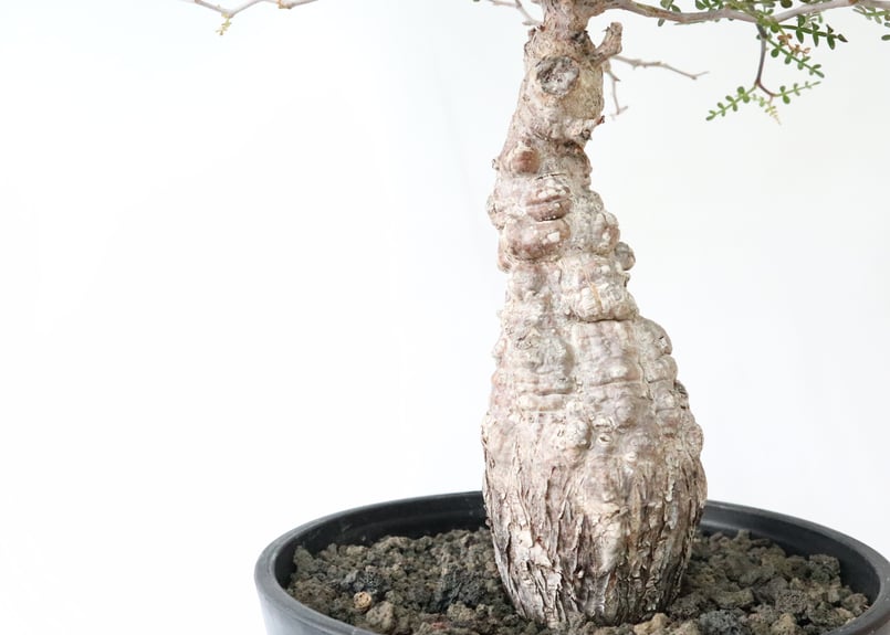 オペルクリカリア デカリー | mana's green:塊根植物販売|マナズ オペルクリカリア デカリー | mana's green:塊根植物販売|マナズ