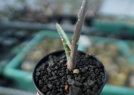 アガベ　チタノタ　 ブラックアンドブルー 　Agave titanota black and blue　A15
