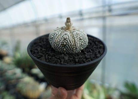 アストロフィツム　スーパー兜　Astrophytum asterias 'Superkabuto' No.3