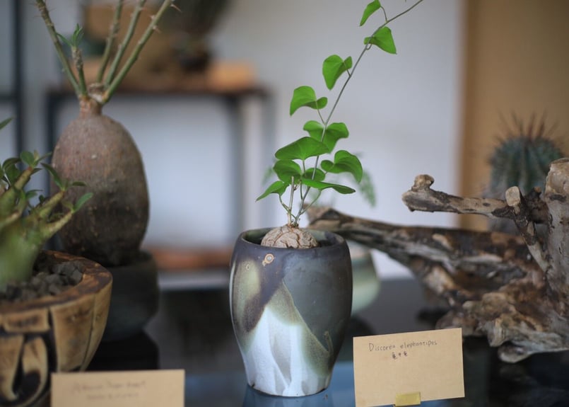 亀甲竜　信楽焼陶器鉢付き itempost_1-hashitane-4665 塊根植物・コーデックス