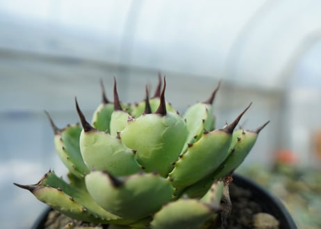 アガベ　マクロアカンサ×ポタトラム　 Agave macroacantha×potatorum　No.2