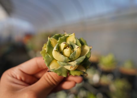agave 王妃雷神黄中斑 NO.1