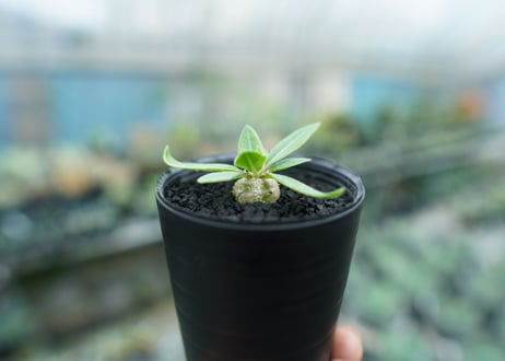 パキポディウム　恵比寿笑い　Pachypodium brevicaule　No.3