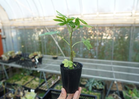 アデニア　グラウカ　Adenia glauca  No.2