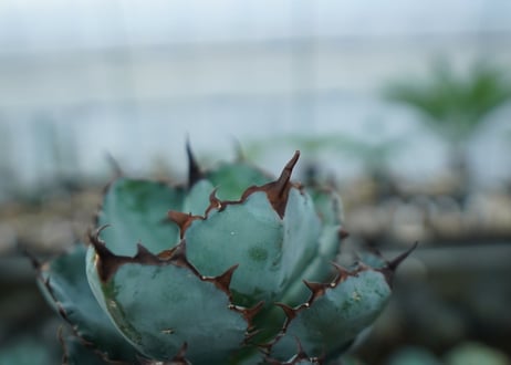 アガベ　チタノタ　 ブラックアンドブルー 　Agave titanota black and blue　NO.1