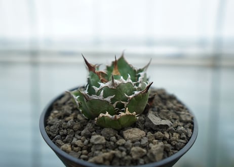 アガベ　チタノタ　FO-76  Agave titanota FO-76　No.1