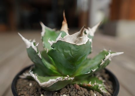 アガベ　チタノタ　白火焔　agave titanota white fire
