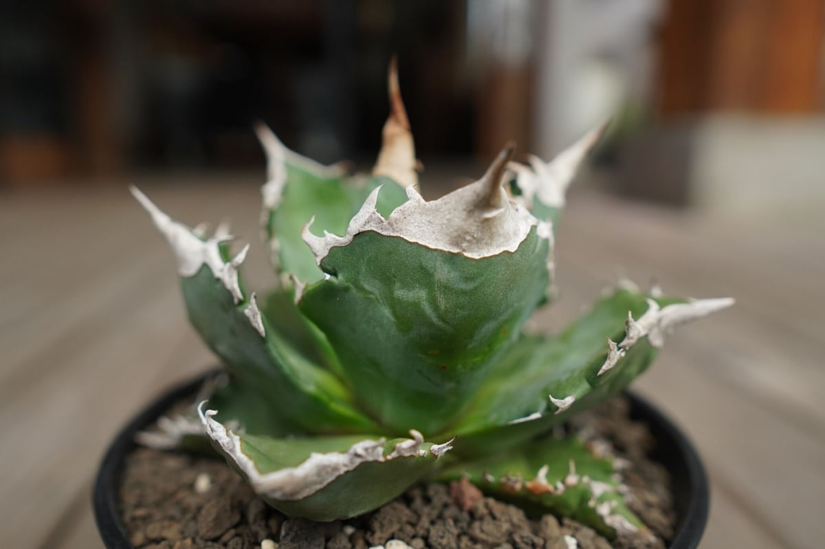 アガベ チタノタ Agave titanota Sierra Mixteca Extra White Thorn