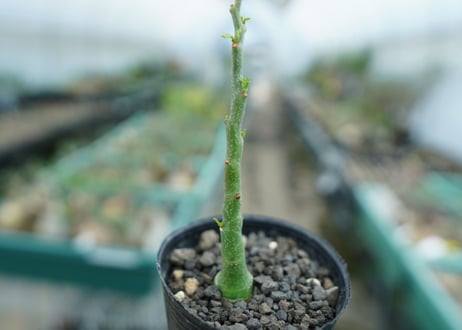 アデニア　グラウカ　Adenia Glauca　No.1